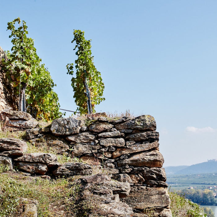 Three Producers, One grape, One vintage: Regional Variations in the Wachau